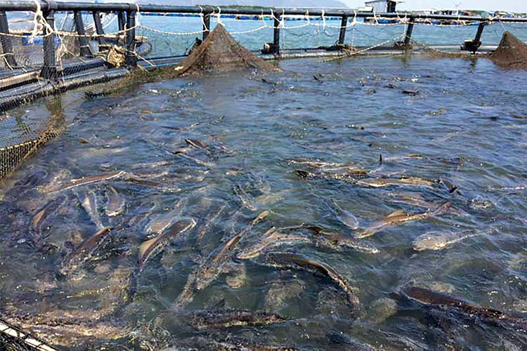 Mua vải lọc nước nuôi trồng thủy sản giá tốt, chất lượng cao